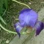 16032008iris.jpg
