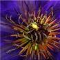 Clematis.JPG