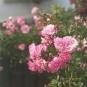 bohinjske_roze.jpg