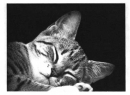 1977-puff-the-cat-sleeping.jpg