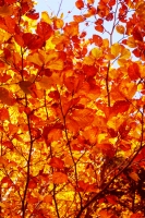 autumn-colors.jpg