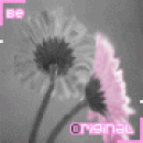 e360236de8ba6d1e340ed15791ae9bfb.gif