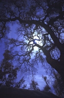 full-moon-oak.jpg