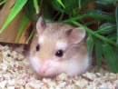 hamster-cheeks-L.jpg