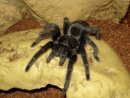 lubika.jpg