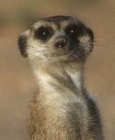 sasuricat1.jpg