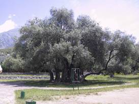 najstarejša oljka na svetu