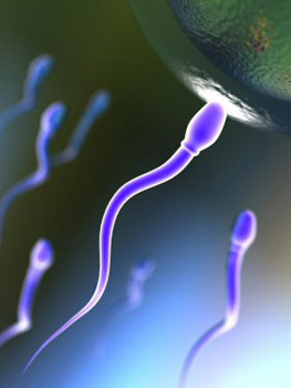 Soja zmanjšuje število spermijev