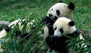 Usoda večine kitajskih pand ostaja neznana