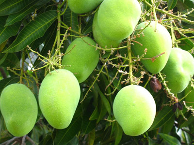 afriški mango